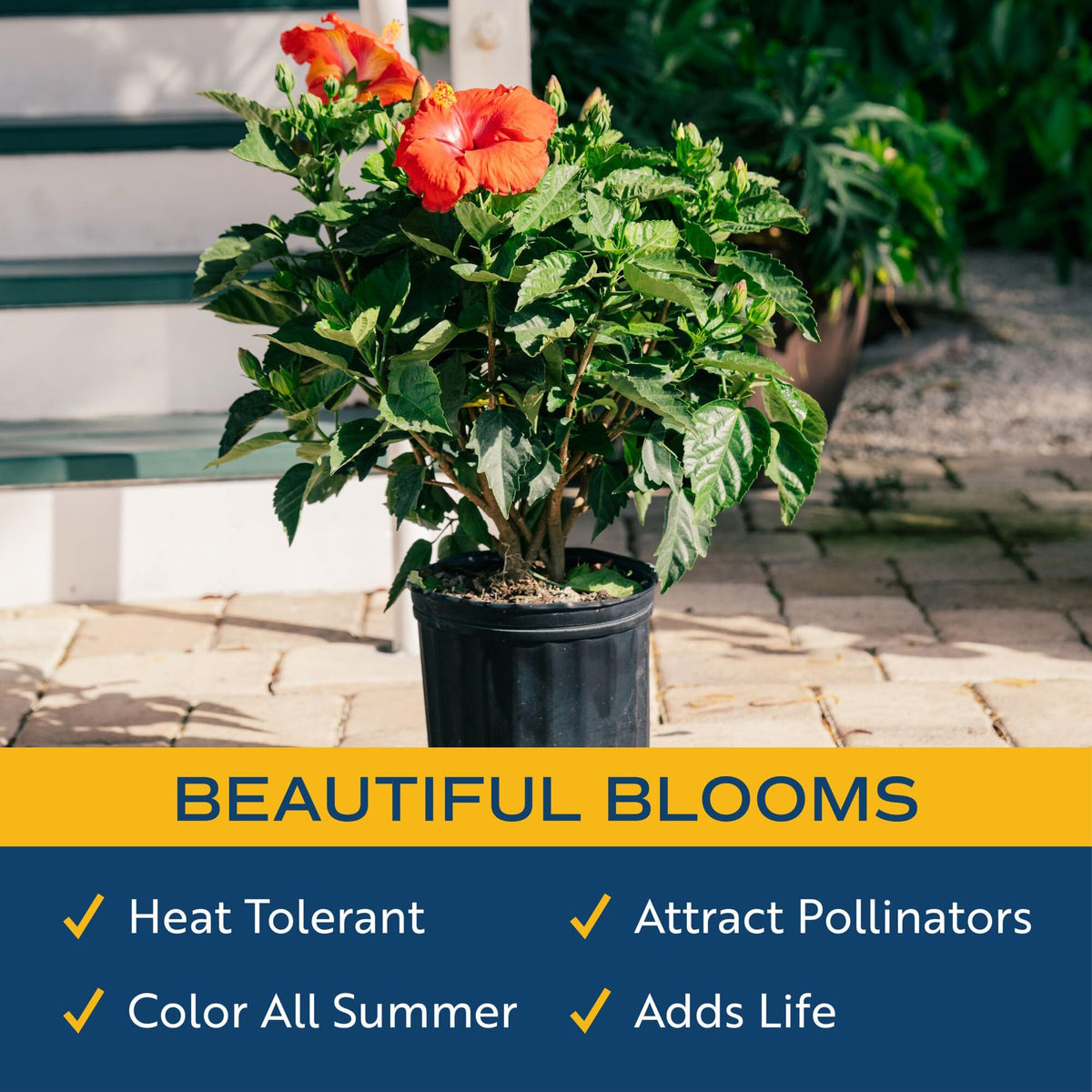 Costa Farms hibiscus bush 36-inch tall specimen makes a bold garden focal.