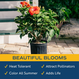 Costa Farms hibiscus bush 36-inch tall specimen makes a bold garden focal.