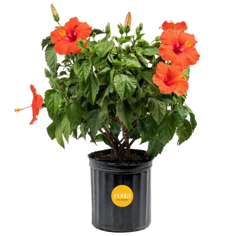Costa Farms hibiscus bloom close-up for vibrant outdoor patio decor.