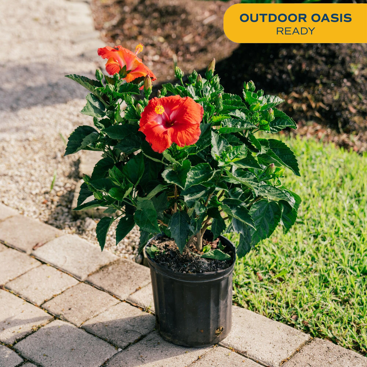 Costa Farms hibiscus bush full sun growth boosts bright outdoor spaces.
