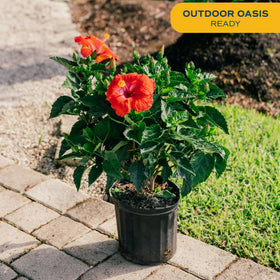 Costa Farms hibiscus bush full sun growth boosts bright outdoor spaces.