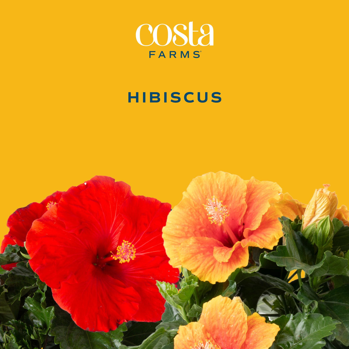 Costa Farms hibiscus bush glossy leaves highlight tropical foliage for gardens.