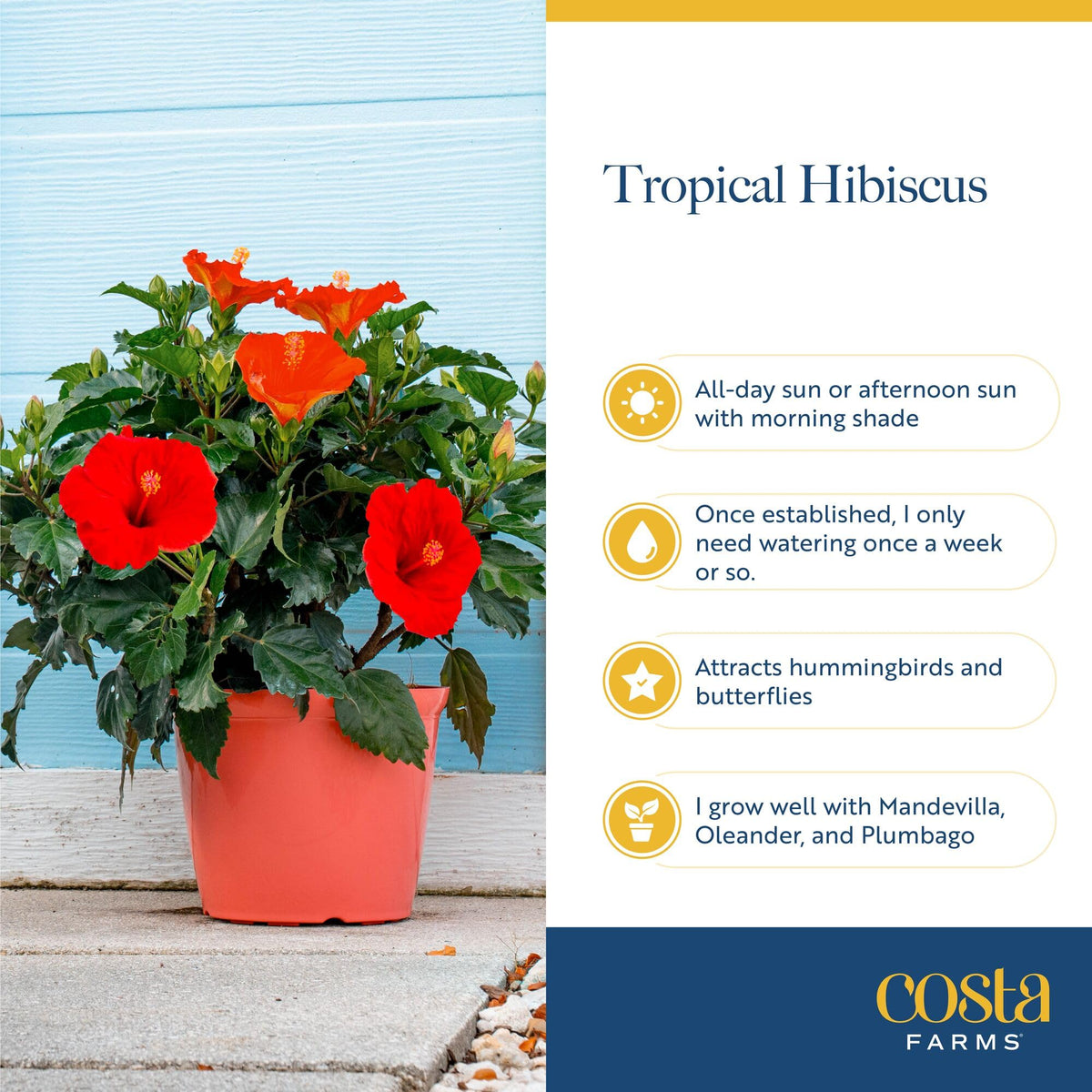 Costa Farms hibiscus bush patio decor with simple watering routine.