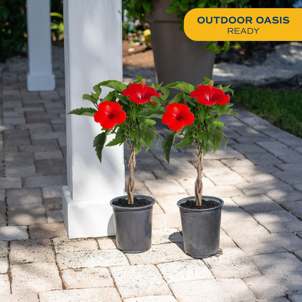 Costa Farms hibiscus thriving in full sun, blooming through spring to fall.