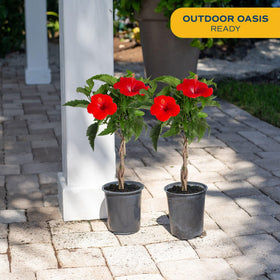 Costa Farms hibiscus thriving in full sun, blooming through spring to fall.