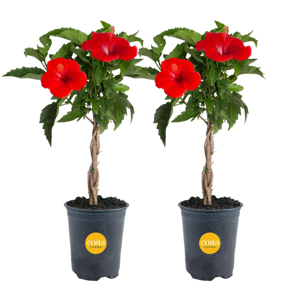 Costa Farms live braided hibiscus tree, 20-inch two-pack, ideal as a striking patio focal point.