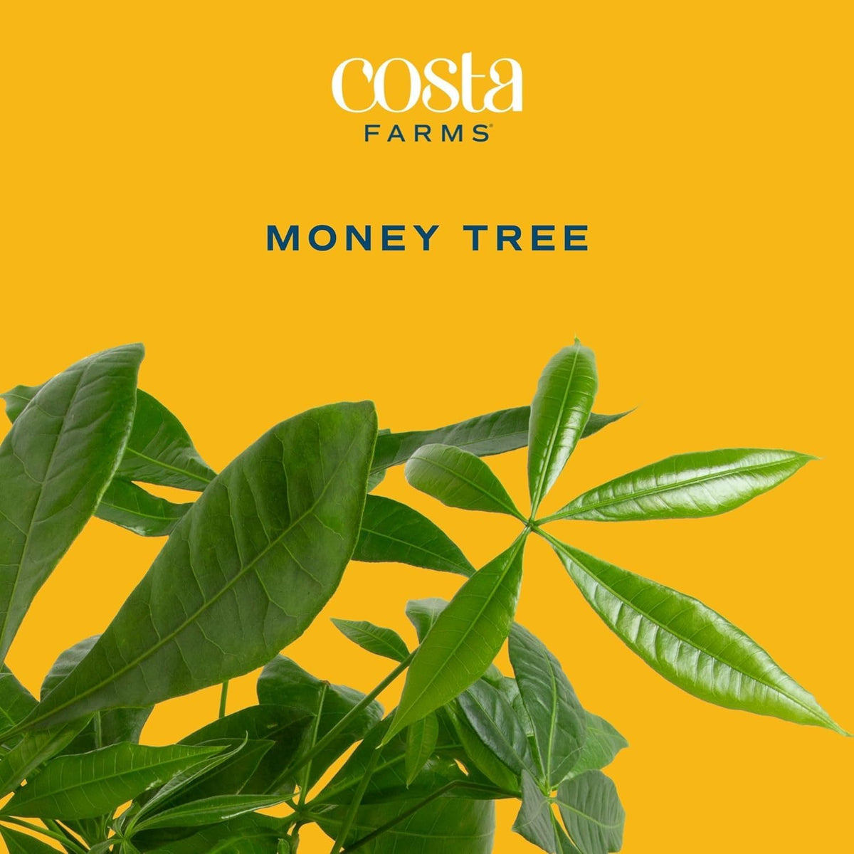 Costa Farms Money Tree in a 10-inch pot ships ready to display.