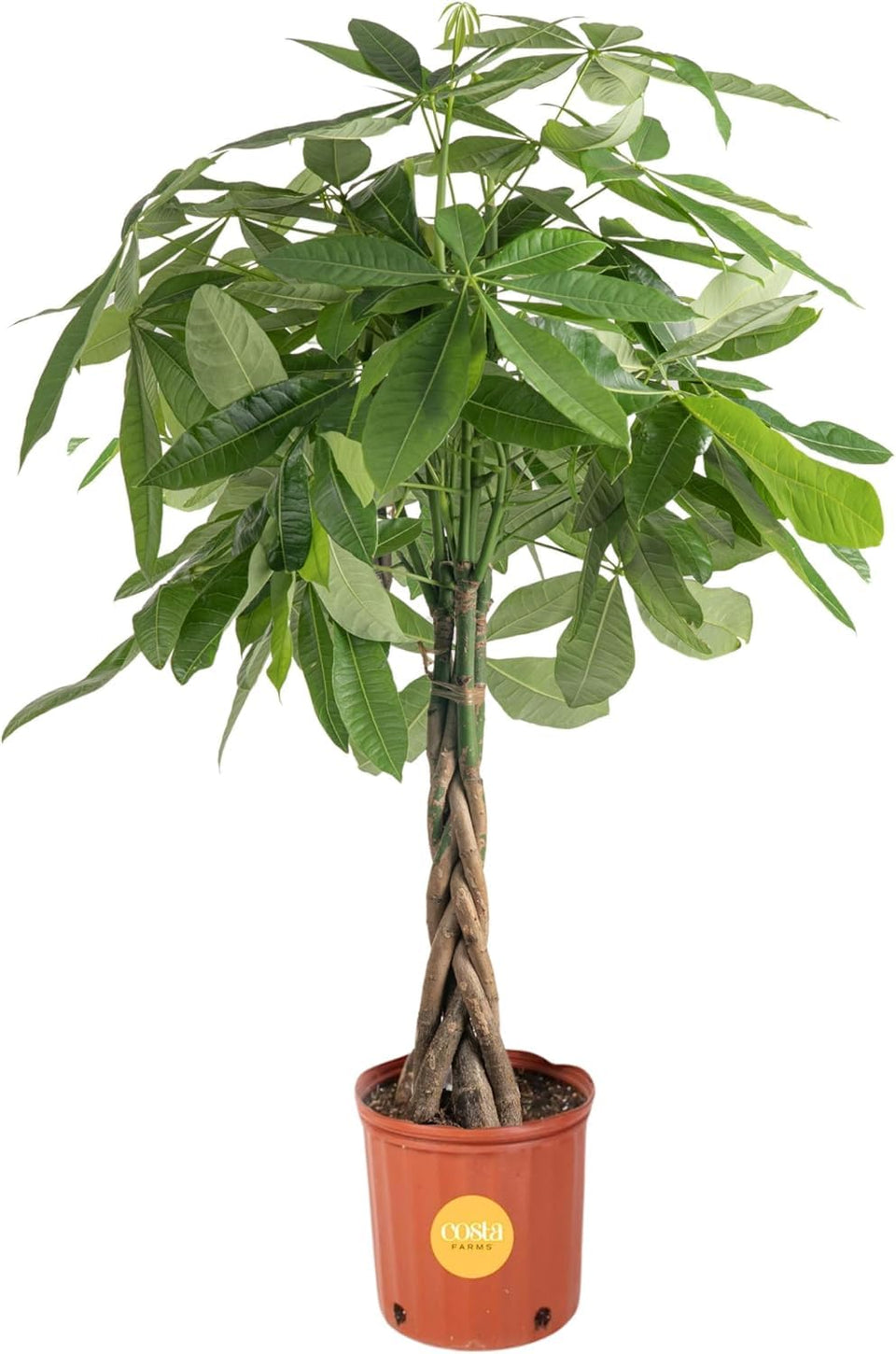Costa Farms Money Tree with braided trunk offers a dramatic focal point for living rooms.