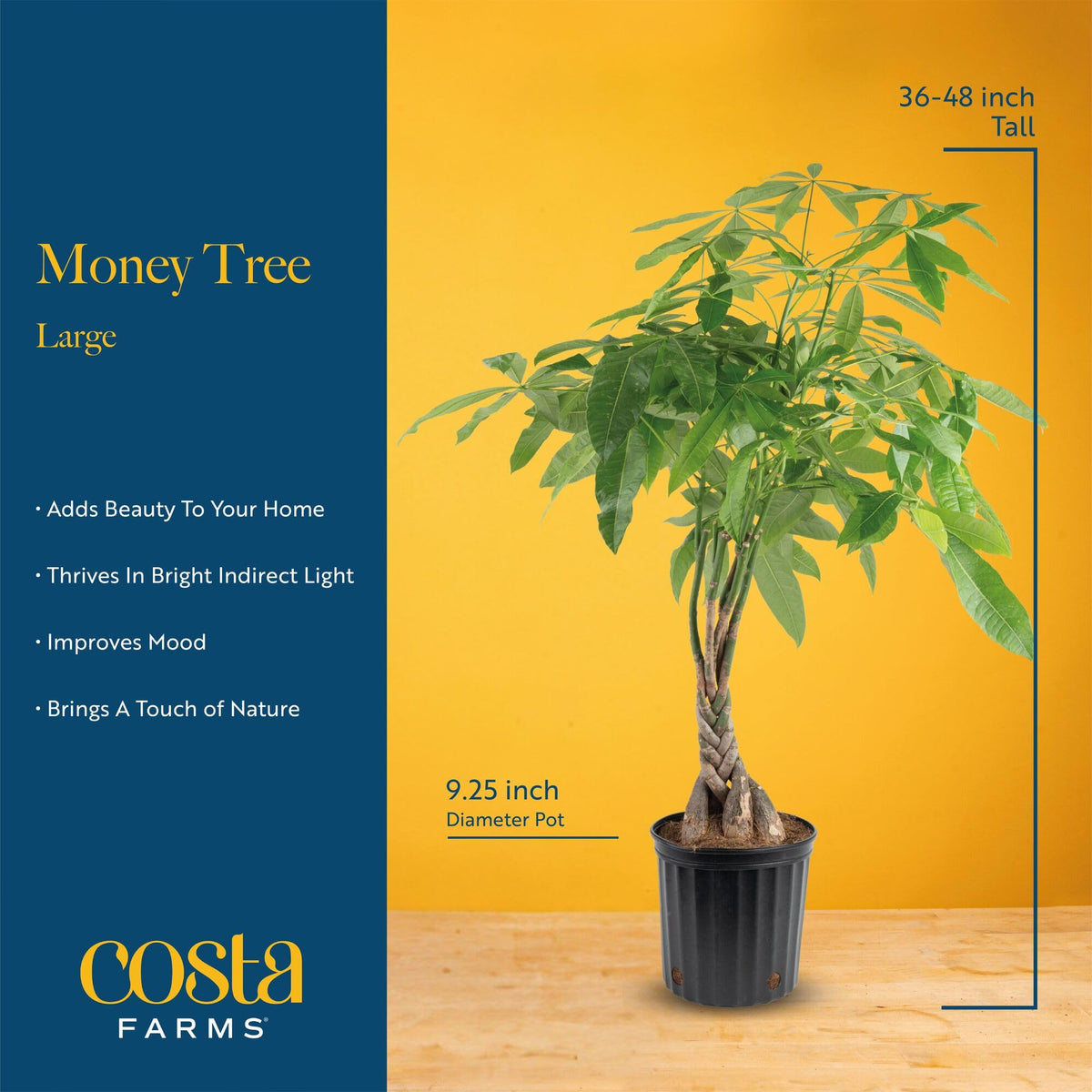 Costa Farms Money Tree’s bright green foliage brightens any room’s natural style.