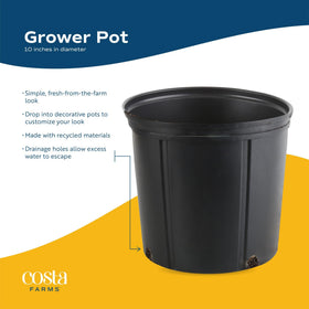 Costa Farms Money Tree brings Feng Shui-inspired positive energy to spaces.