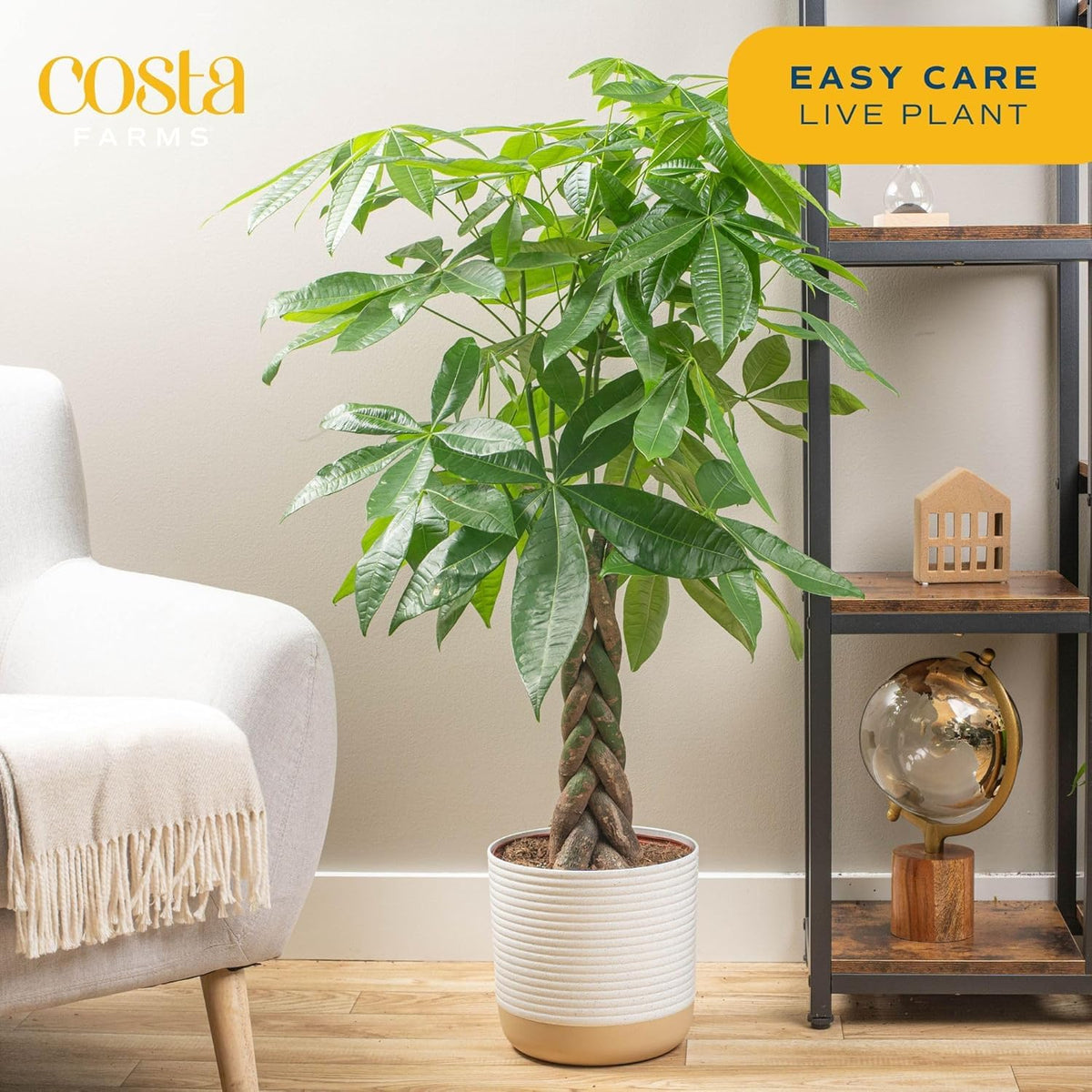 Costa Farms Money Tree stands 3-4 ft tall for a tropical designer vibe.