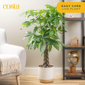 Costa Farms Money Tree stands 3-4 ft tall for a tropical designer vibe.