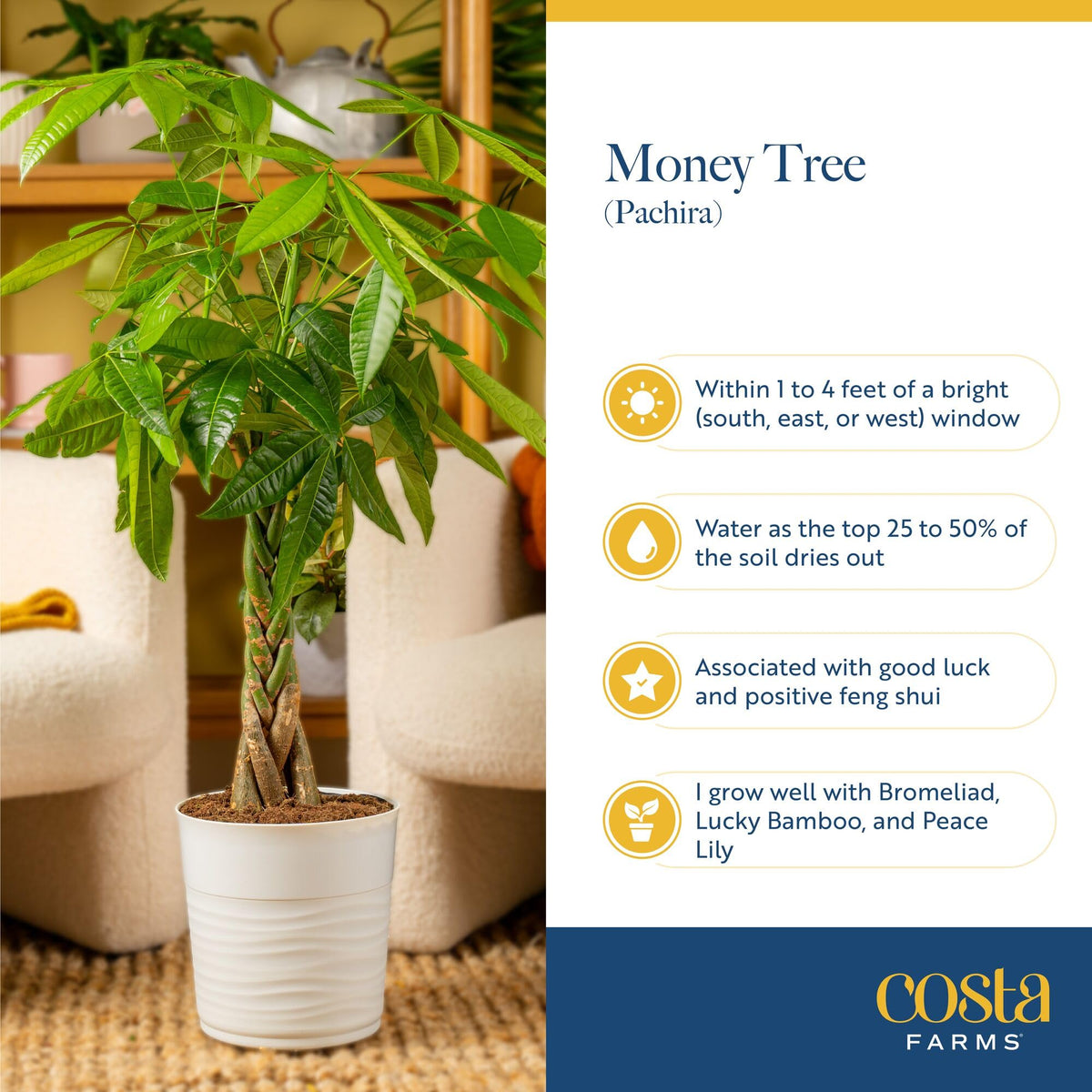 Costa Farms Money Tree makes an ideal housewarming or office décor gift.