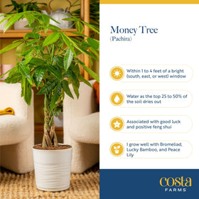 Costa Farms Money Tree makes an ideal housewarming or office décor gift.