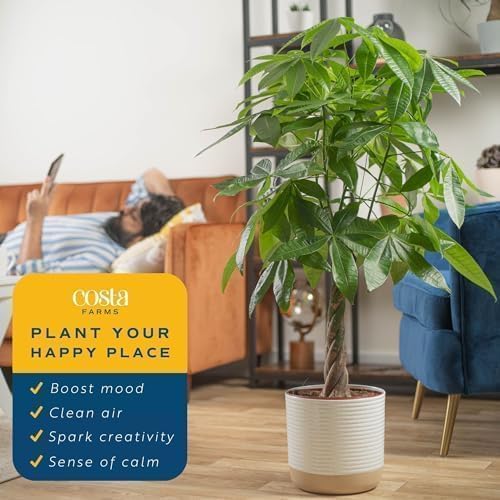 Costa Farms Money Tree is pet-friendly and safe for homes with animals.