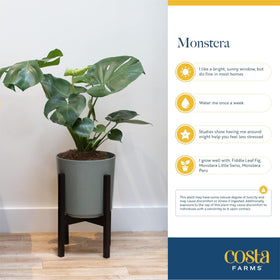 Costa Farms Monstera Swiss Cheese fertilizer-boost supports spring and summer growth.