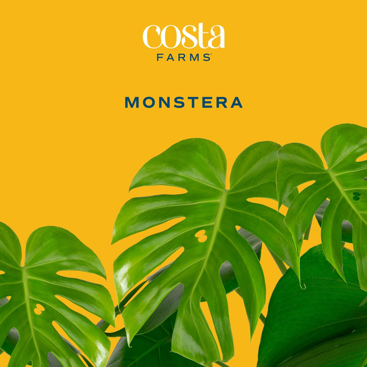 Costa Farms Monstera Swiss Cheese large indoor plant for filling big spaces.