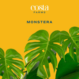 Costa Farms Monstera Swiss Cheese large indoor plant for filling big spaces.
