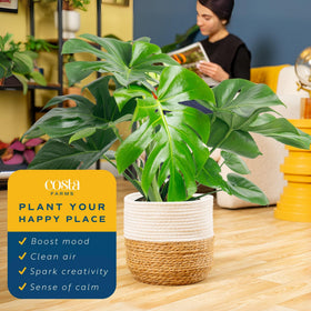 Costa Farms Monstera Swiss Cheese packaged delivery ensures safe arrival.