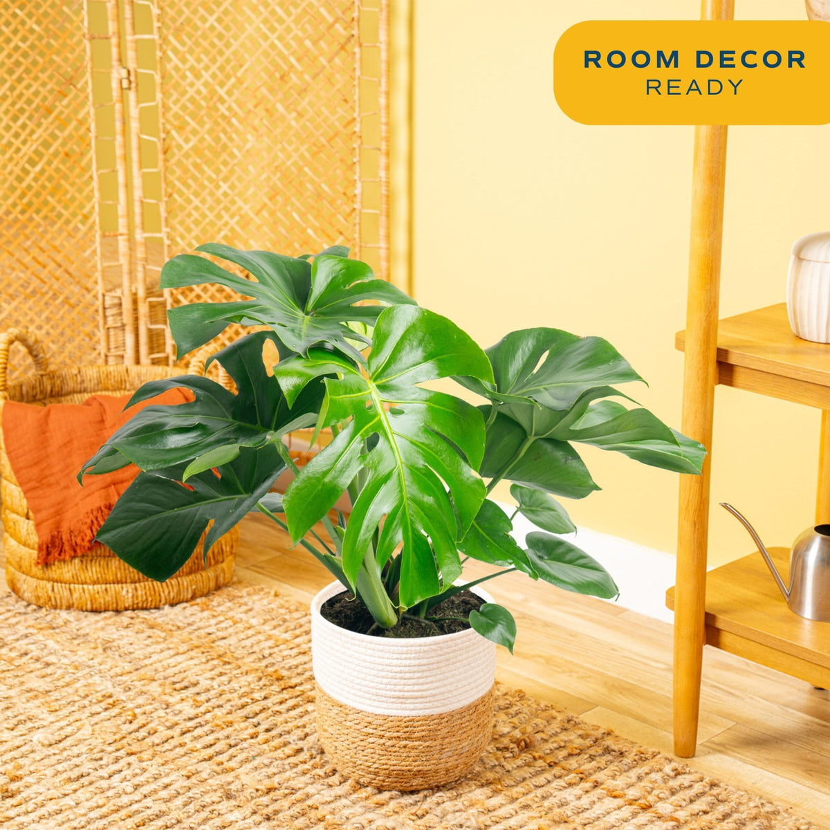 Costa Farms Monstera Swiss Cheese plant in pot adds stylish home or office decor.