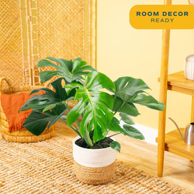 Costa Farms Monstera Swiss Cheese plant in pot adds stylish home or office decor.