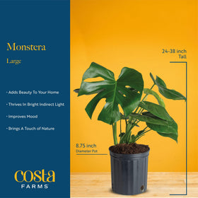 Costa Farms Monstera Swiss Cheese adds tropical ambiance to any room.