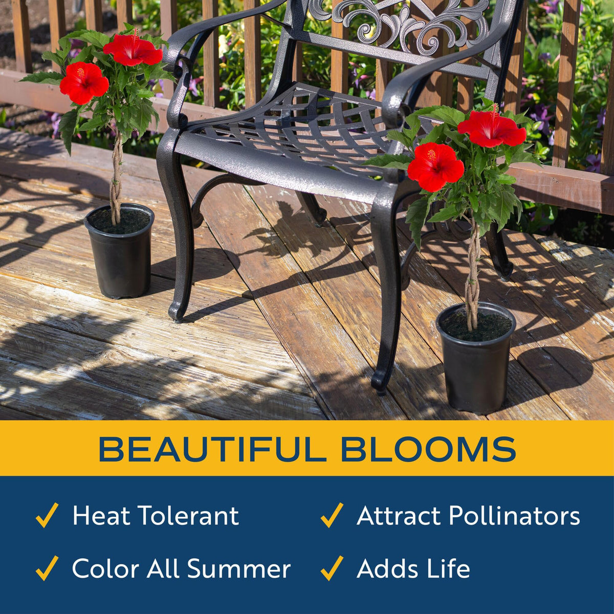Costa Farms outdoor hibiscus on a sunny patio brings tropical ambiance to decks.
