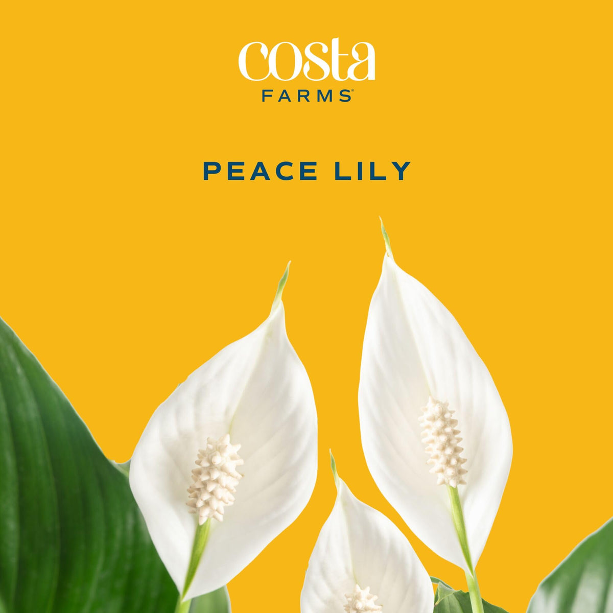 Costa Farms Peace Lily in bamboo pot brings natural elegance to small spaces.