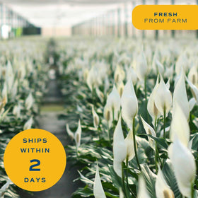 Costa Farms Peace Lily compact size fits apartments and desks.