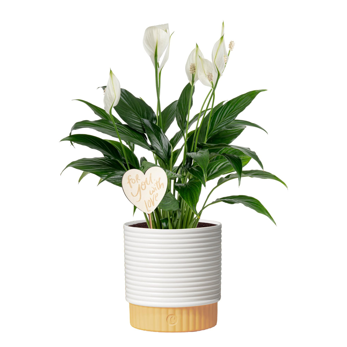 Costa Farms Peace Lily in decorative pot with lush foliage and white blooms for stylish home decor.