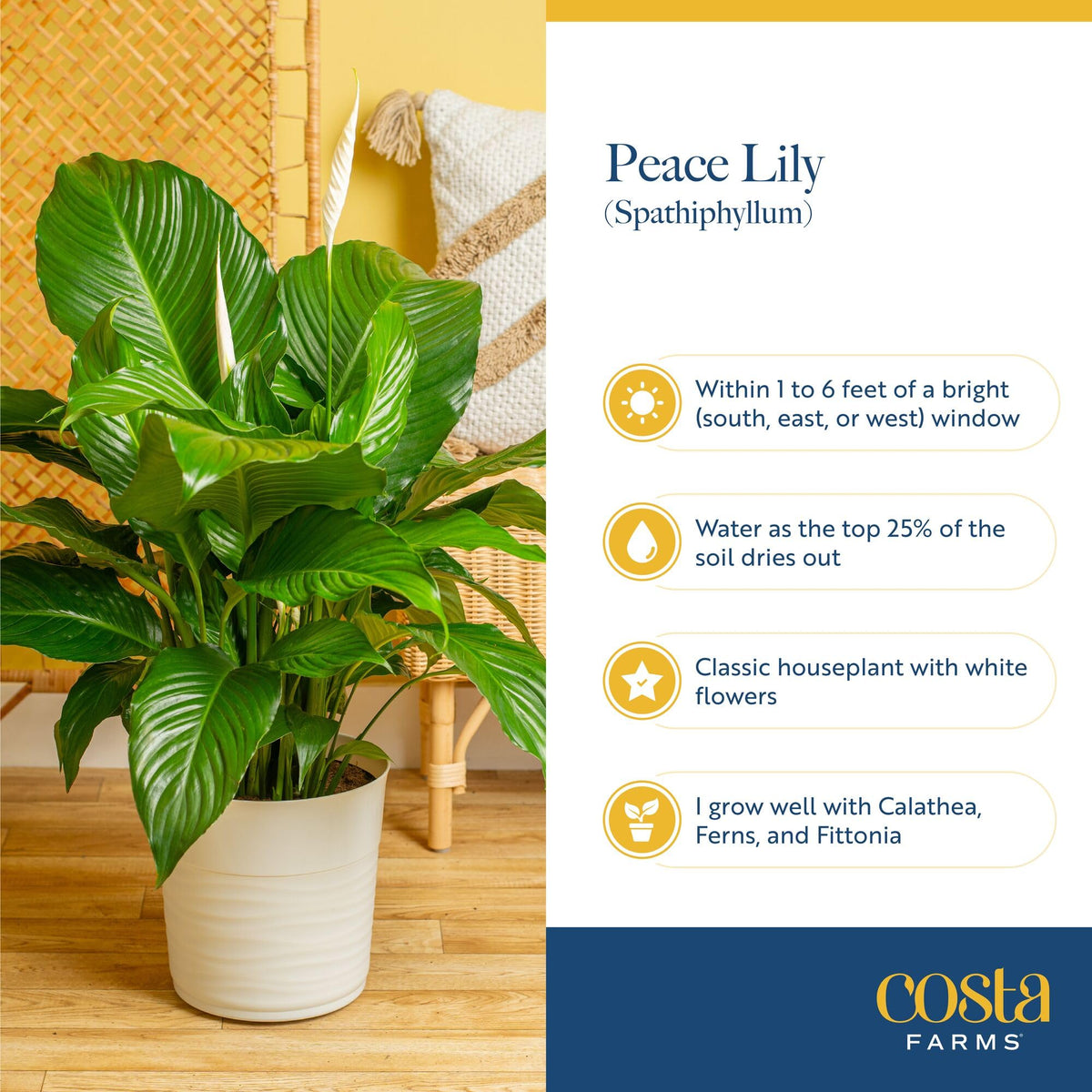 Costa Farms Peace Lily ships gift-ready, perfect for housewarmings.