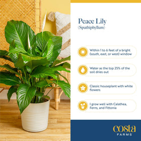 Costa Farms Peace Lily ships gift-ready, perfect for housewarmings.
