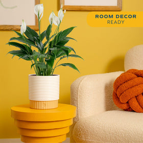 Costa Farms Peace Lily's lush green foliage adds a calming touch to any room.