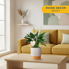 Costa Farms Peace Lily with heart decoration, ideal for gifting and adding a personal touch.
