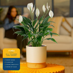 Costa Farms Peace Lily is office-ready for a fresh desk centerpiece.