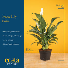 Costa Farms Peace Lily table decor enhances living room ambiance.
