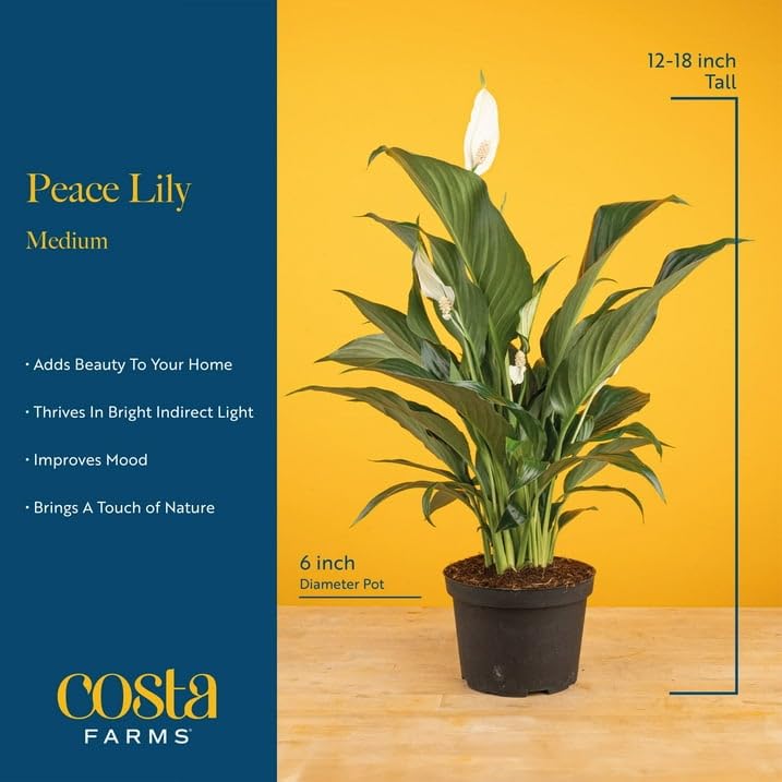 Costa Farms Peace Lily white blooms highlight elegant decor for desks or shelves.