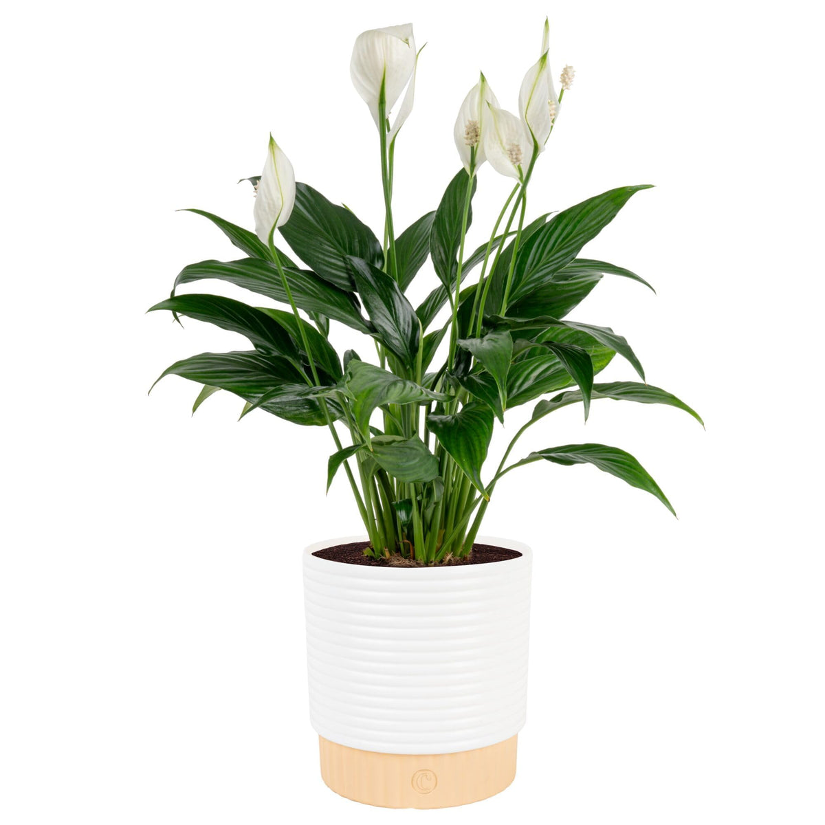 Costa Farms Peace Lily with white blooms brightens desks and purifies indoor air.