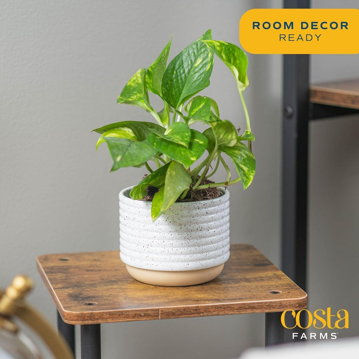 Costa Farms Pothos close-up leaves show glossy green variegation for indoor flair.