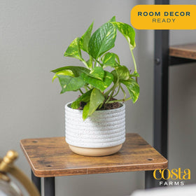 Costa Farms Pothos close-up leaves show glossy green variegation for indoor flair.