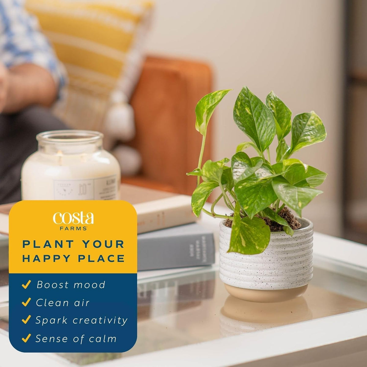 Costa Farms Pothos desk plant boosts greenery on office desk.