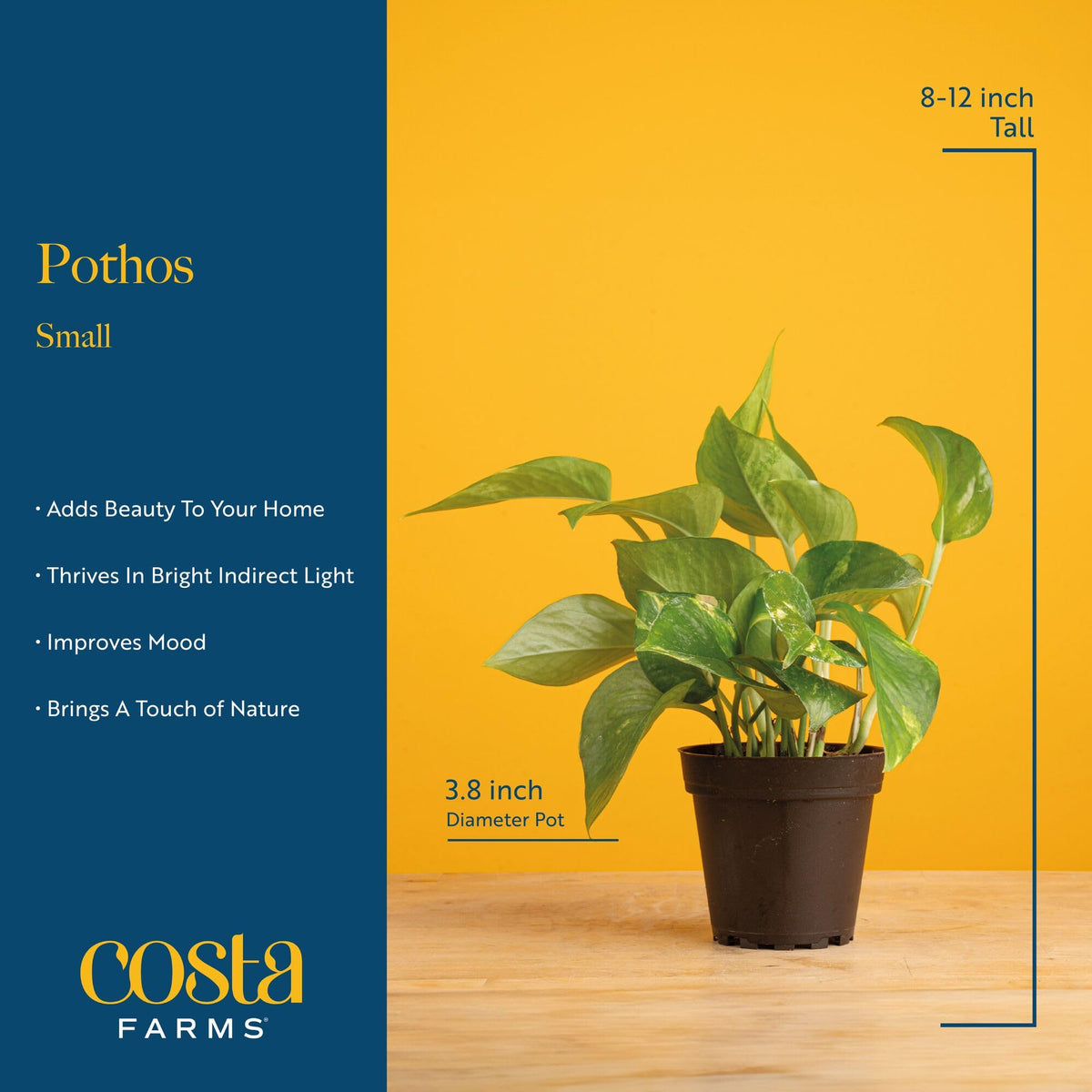 Costa Farms Pothos on a hanging hook creating a tropical vibe.