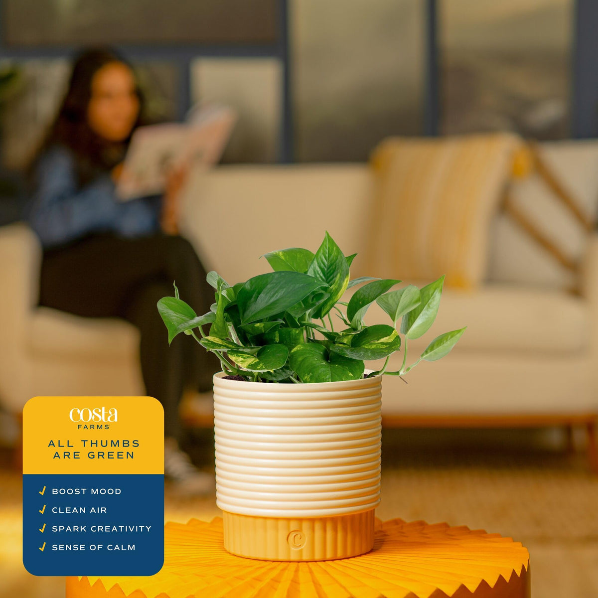 Costa Farms Pothos thriving in indirect light preserves lush growth with minimal fuss.