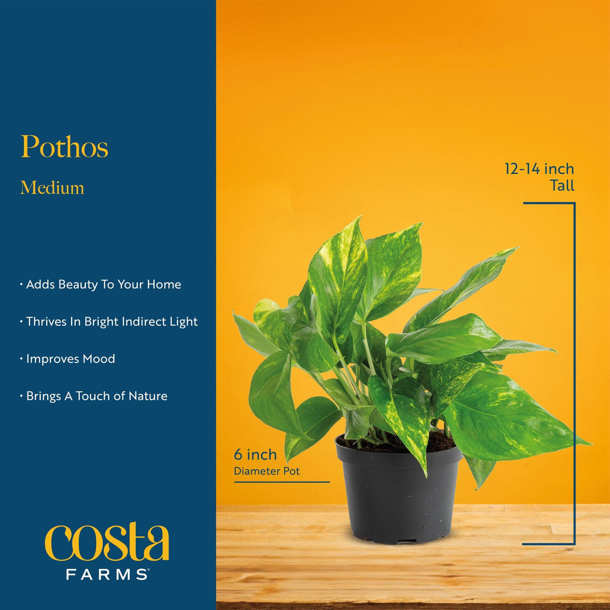 Costa Farms Pothos in table-top setting adds life to desks and shelves.