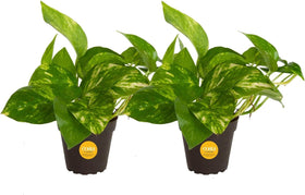 Costa Farms Pothos trailing foliage in a stylish planter, ideal for shelves and bright corners.