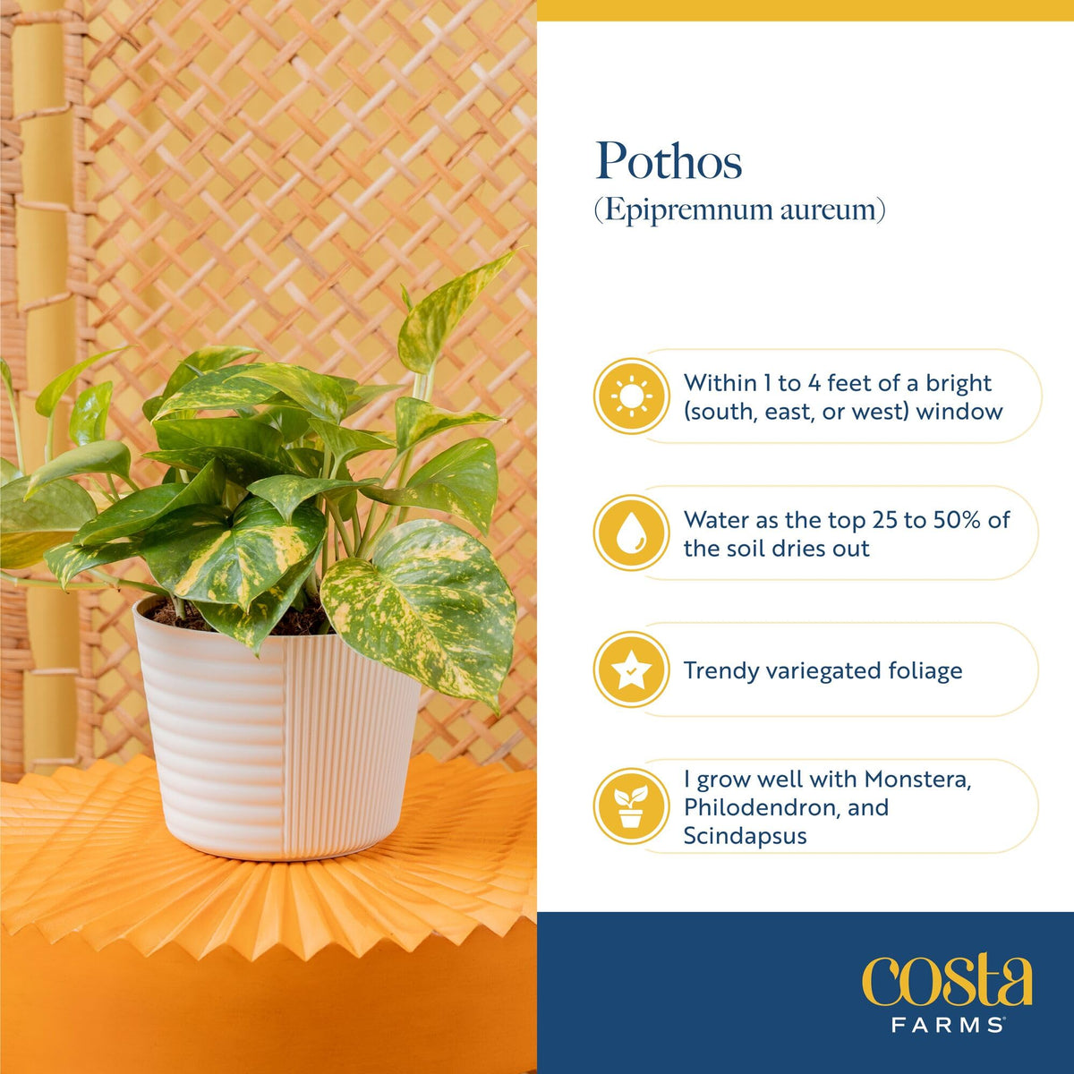 Costa Farms Pothos watering schedule reminder supports healthy roots with weekly care.