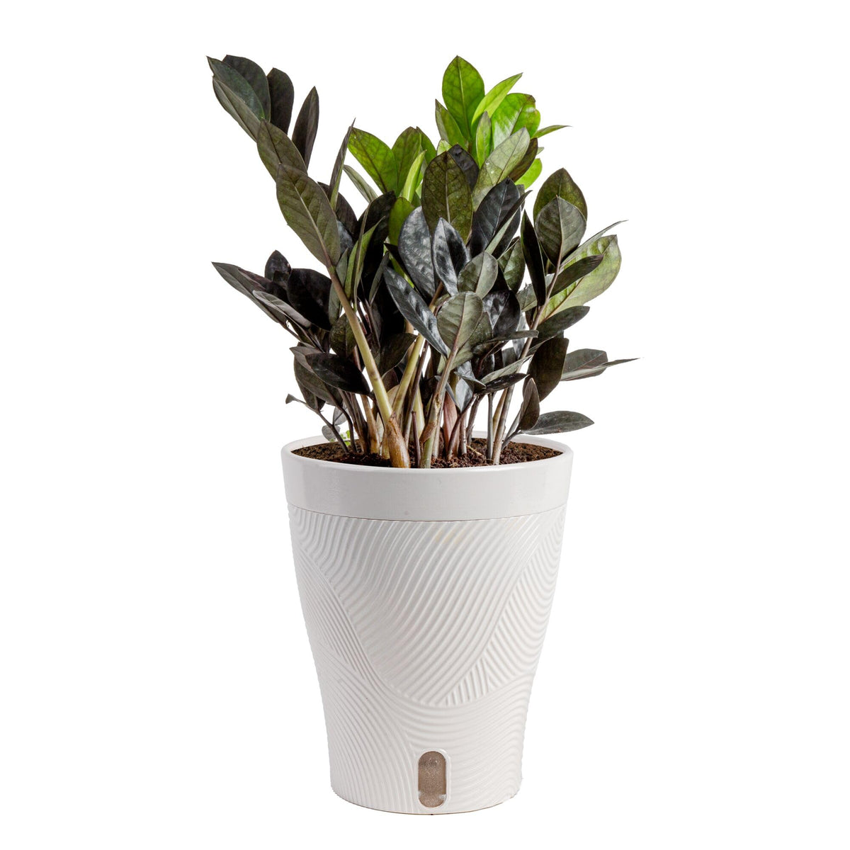 Costa Farms Raven ZZ plant with black foliage close-up, ideal for modern desks.