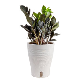 Costa Farms Raven ZZ plant with black foliage close-up, ideal for modern desks.