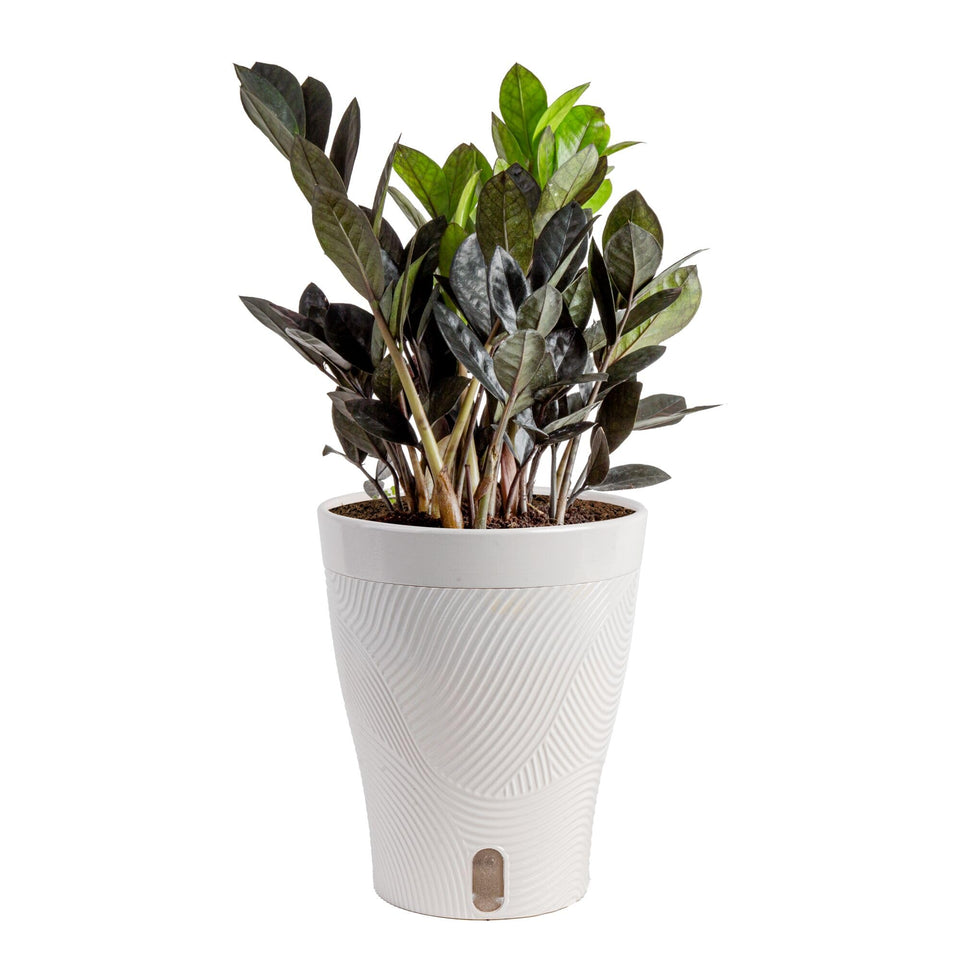 Costa Farms Raven ZZ plant with black foliage close-up, ideal for modern desks.
