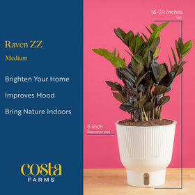 Costa Farms Raven ZZ close-up shows near-black leaves; bold contemporary accent.